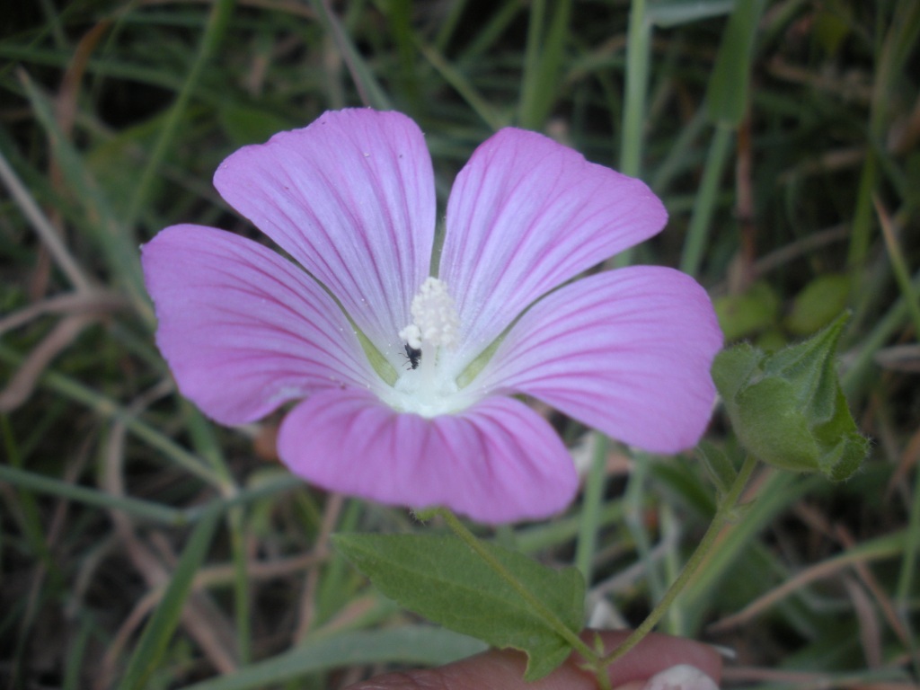 Malva punctata